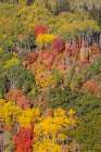 USA, Utah, Park City. Aspen and maple in fall color on Wasatch Mountains hillsides Art Print